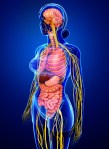 Female body of Nervous and digestive system artwork
